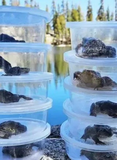 Переселение устойчивых к грибку особей спасло два вида желтоногих лягушек из Калифорнии