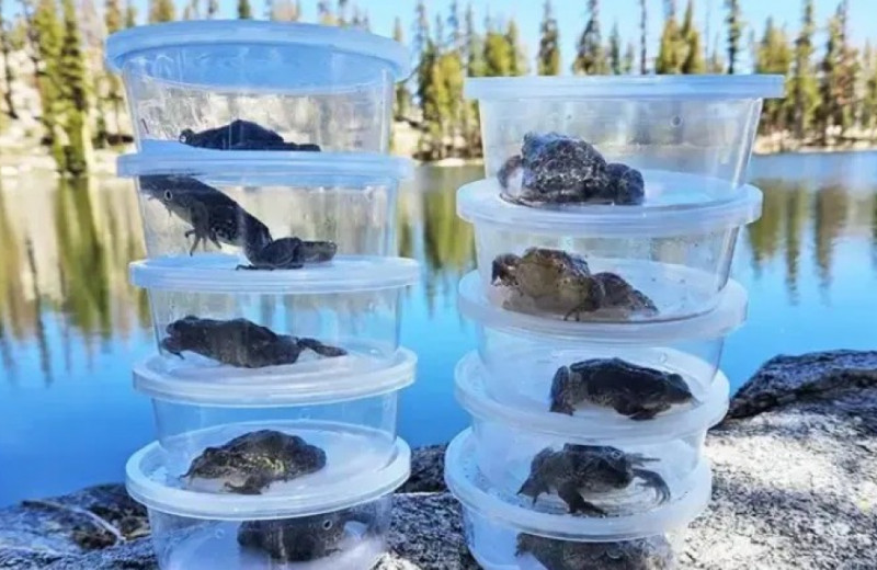 Переселение устойчивых к грибку особей спасло два вида желтоногих лягушек из Калифорнии