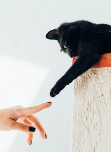 Вы «магнит для кошек»? Ученые объяснили, почему животные выбирают одних людей