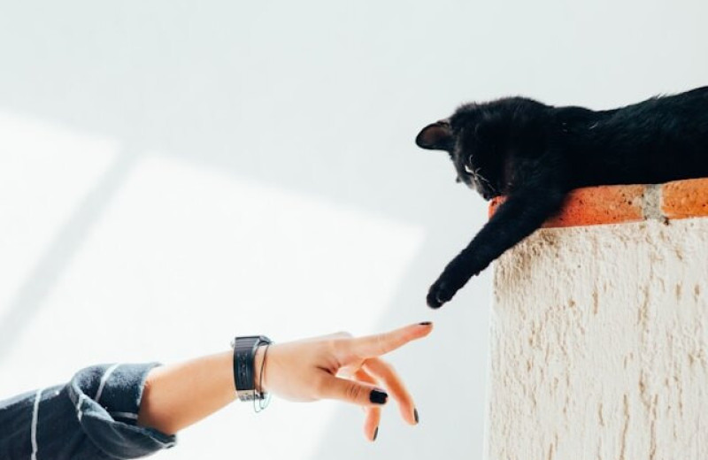 Вы «магнит для кошек»? Ученые объяснили, почему животные выбирают одних людей
