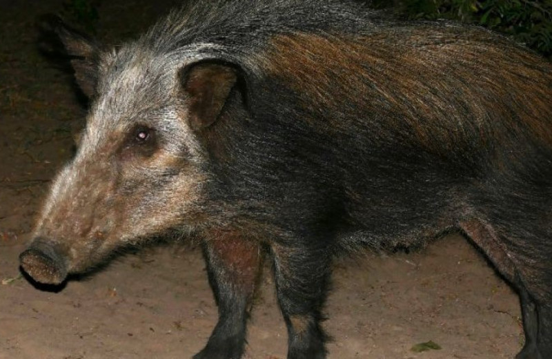 Кустарниковых свиней завезли на Мадагаскар бантуговорящие переселенцы из Африки