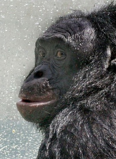 У бонобо не нашли эффекта «буба — кики»