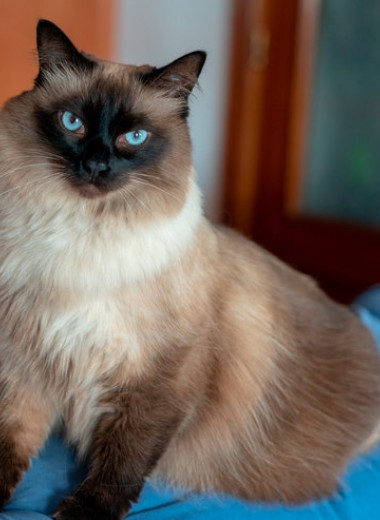 7 пород кошек для людей с аллергией на шерсть