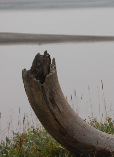 Мамонтов и другую арктическую мегафауну погубил рост влажности