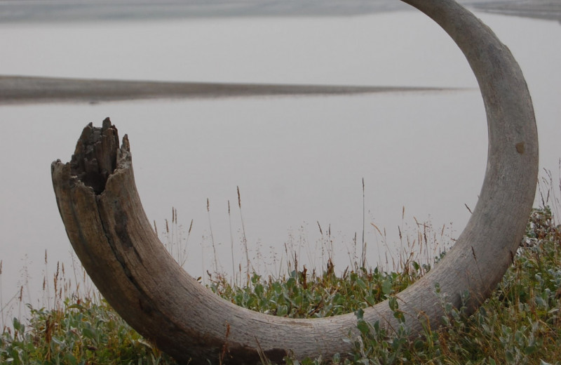 Мамонтов и другую арктическую мегафауну погубил рост влажности