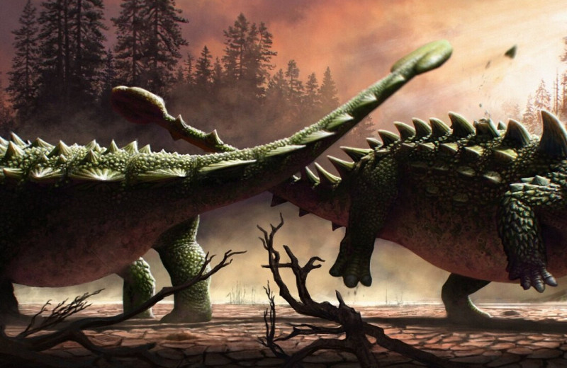 Анкилозавры сражались друг с другом также яростно, как с тираннозавром