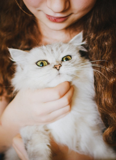 6 научно доказанных преимуществ быть владельцем кота