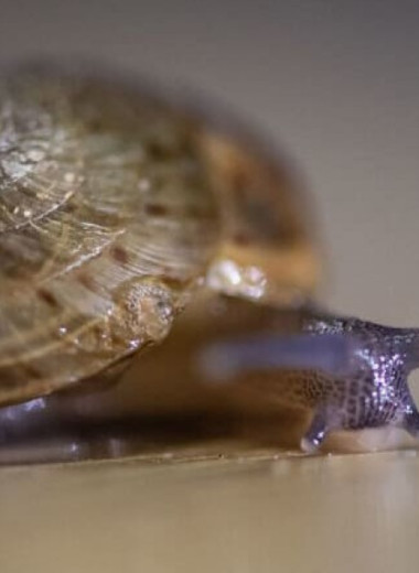 Зоологи спасли считавшуюся исчезнувшей улитку с Бермудских островов