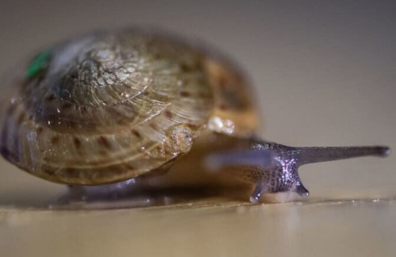 Зоологи спасли считавшуюся исчезнувшей улитку с Бермудских островов