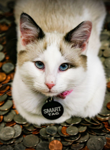 10 самых дорогих пород кошек в мире: пушистые драгоценности