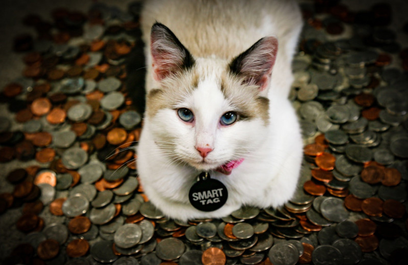 10 самых дорогих пород кошек в мире: пушистые драгоценности