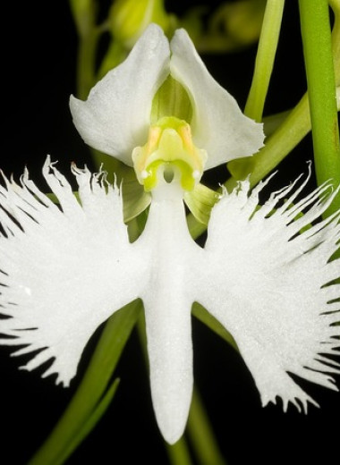 «Крылья» орхидеи-цапли оказались посадочной площадкой для бражников