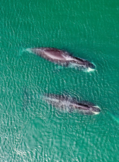 Как проходит экспедиция WWF к гренландским китам в бухту Врангеля: галерея