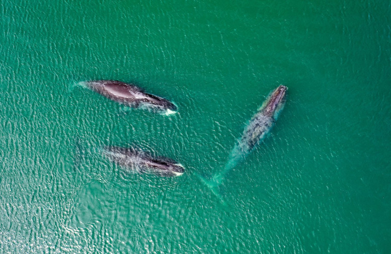 Как проходит экспедиция WWF к гренландским китам в бухту Врангеля: галерея