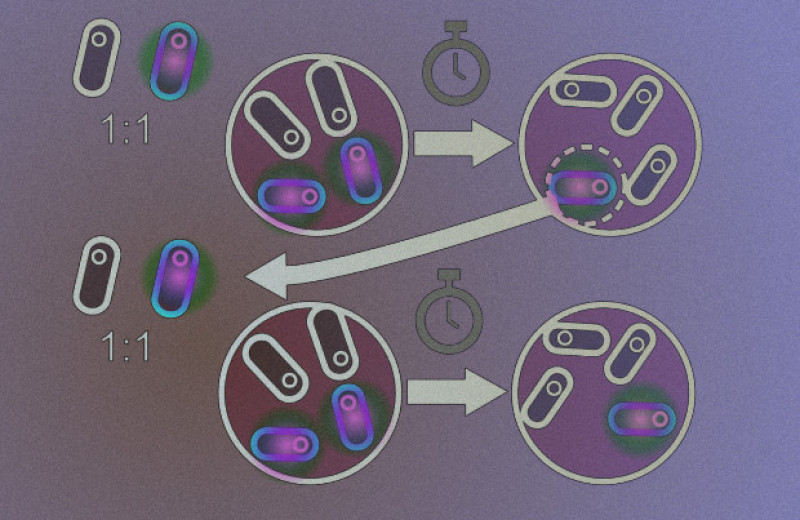 Плазмида с CRISPR/Cas9 убила патогенные штаммы в кишечнике мыши