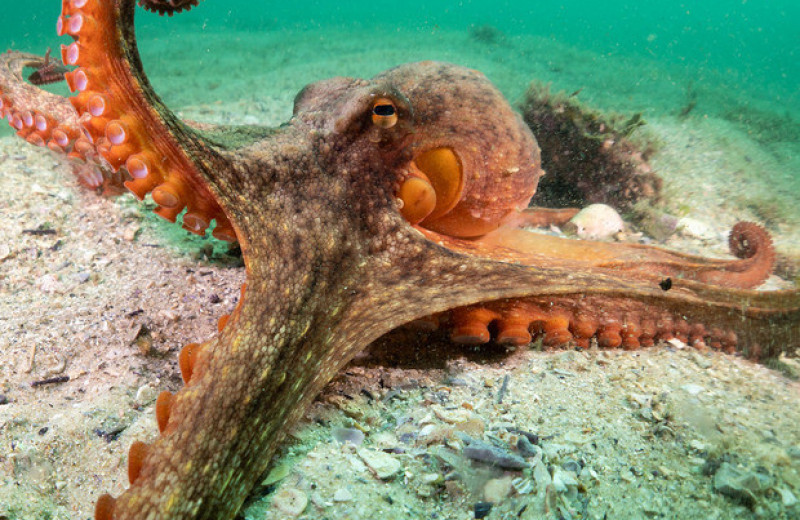 Самки австралийских осьминогов швырнули ил в назойливых ухажеров