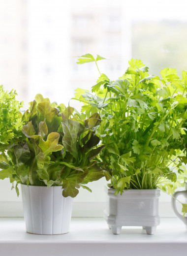 Огород на подоконнике за сущие копейки: какие овощи можно вырастить из обрезков прямо у себя дома