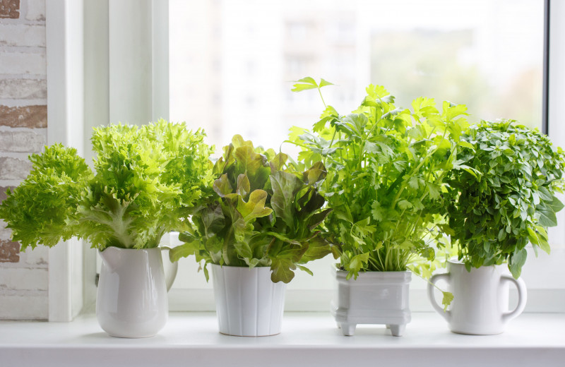 Огород на подоконнике за сущие копейки: какие овощи можно вырастить из обрезков прямо у себя дома