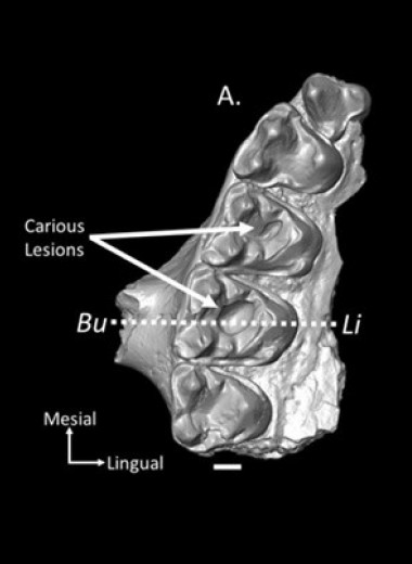 Палеонтологи диагностировали кариес у приматов возрастом 54 миллиона лет