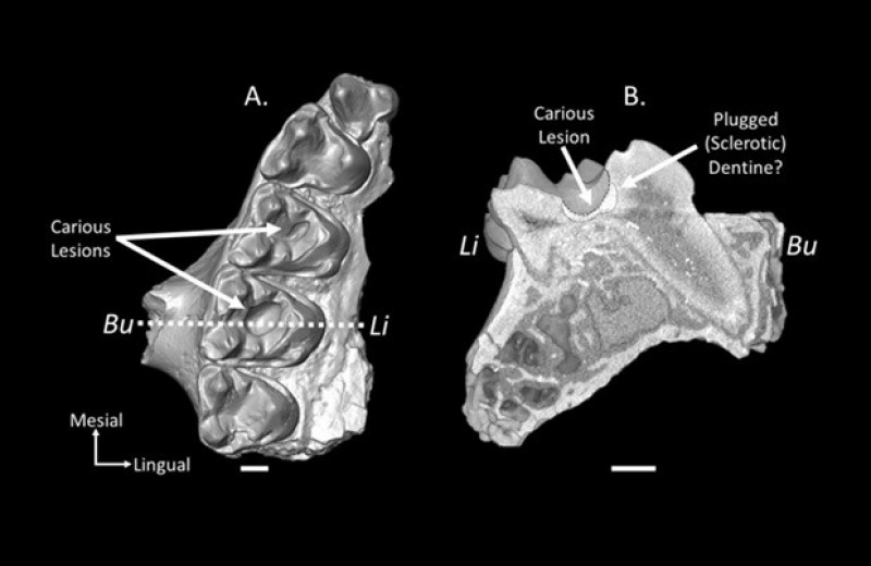 Палеонтологи диагностировали кариес у приматов возрастом 54 миллиона лет