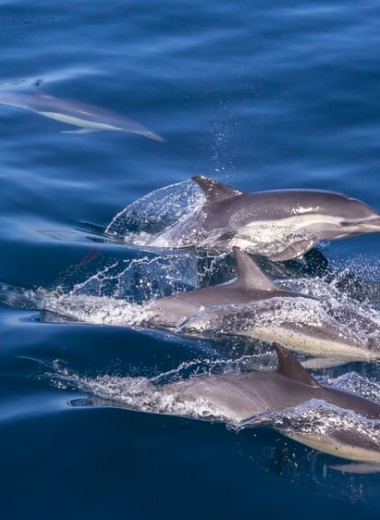 Что делать, если увидели дельфина в открытом море: можно ли плыть к нему