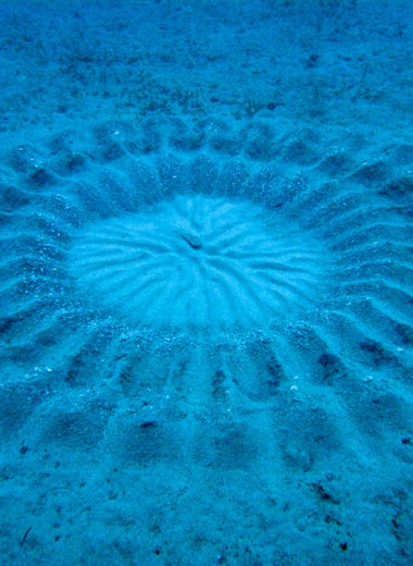 Таинственные круги под водой: что это?