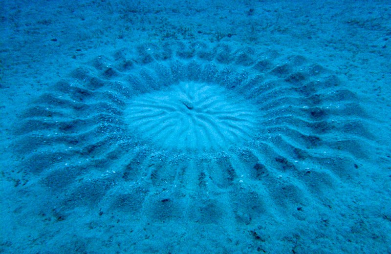 Таинственные круги под водой: что это?