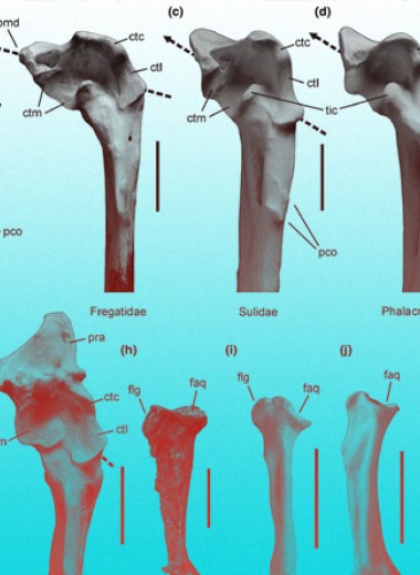 Гигантским древним пингвинам нашли костных двойников на севере Тихого океана