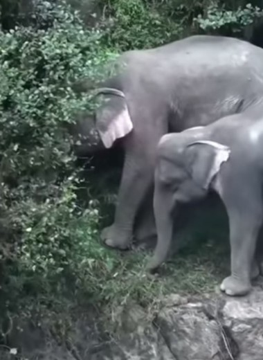 «Адская пропасть» в Таиланде погубила шесть слонов