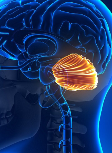 Мозжечок играет древнюю и важную роль в способности человека говорить