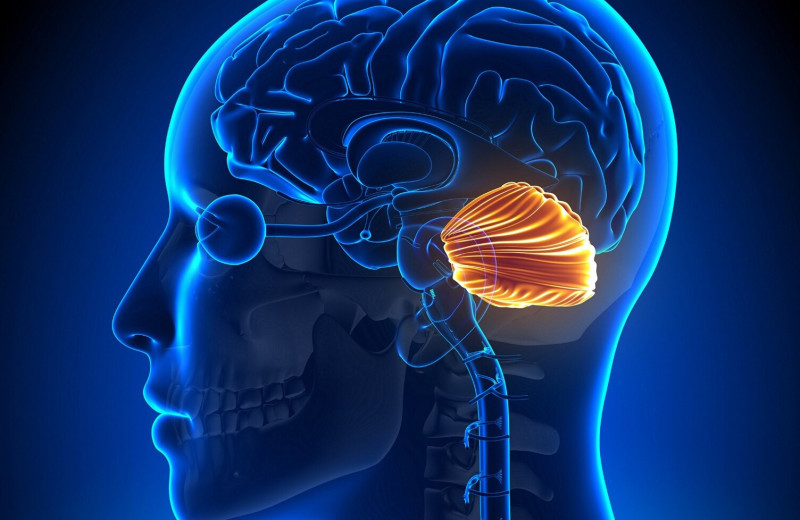 Мозжечок играет древнюю и важную роль в способности человека говорить