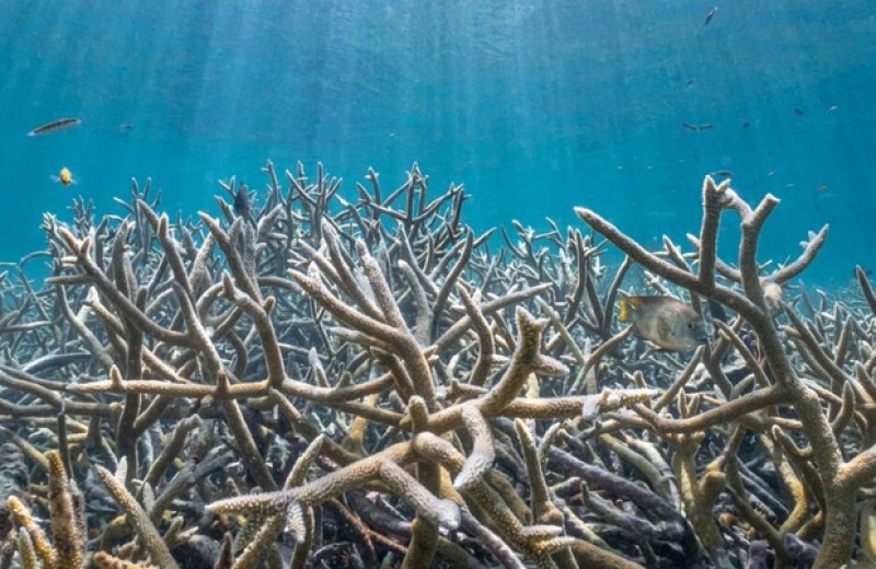 Рифы у побережья Белиза оказались убежищем для акропоровых кораллов
