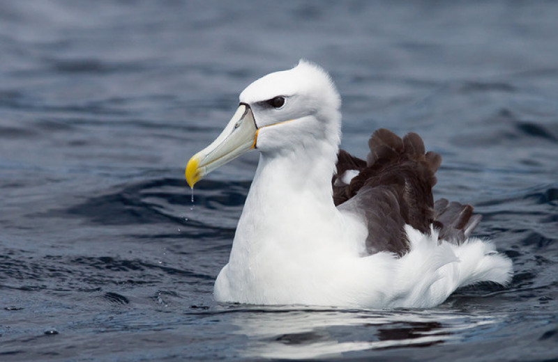 Пластик в океане назвали смертельной угрозой для альбатросов Южного полушария