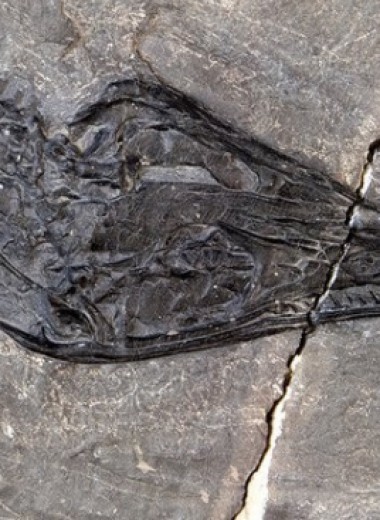 На Аляске обнаружили новый вид предшественников динозавров