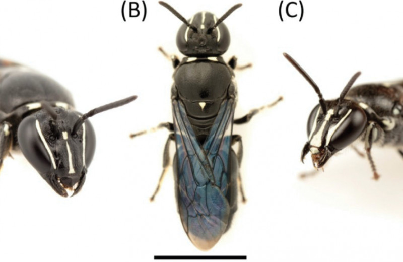 Австралийскую одиночную пчелу переоткрыли спустя сто лет