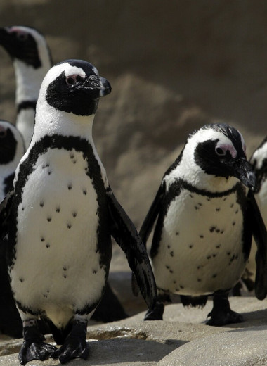 Африканские пингвины отличают друг друга по черным точкам на белой груди