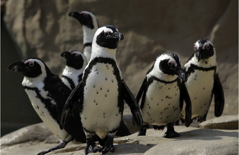 Африканские пингвины отличают друг друга по черным точкам на белой груди