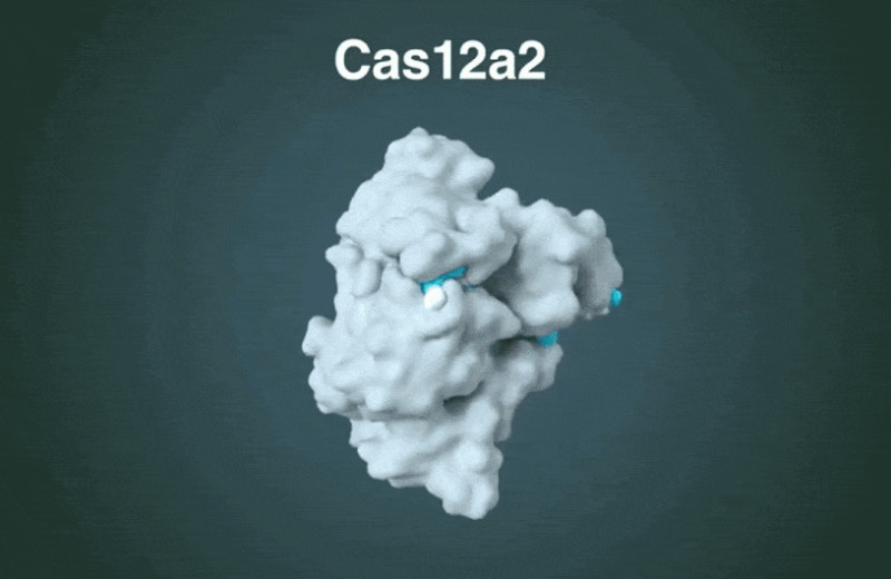 CRISPR-Cas измельчила ДНК заданных клеток и уничтожила их