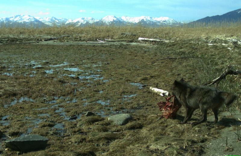 Волки съели оленей на острове около Аляски и взялись за каланов