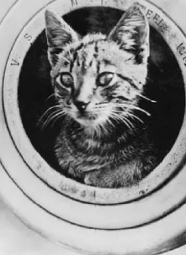 Правда ли, что котам на флоте давали паспорта с отпечатком лапки