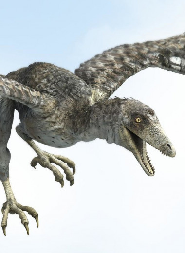 Доисторические птицы: раньше, чем археоптерикс