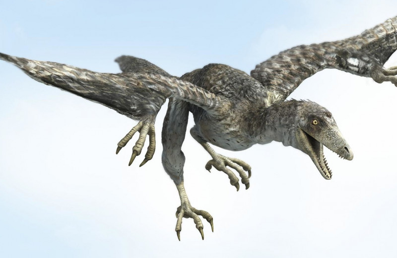 Доисторические птицы: раньше, чем археоптерикс