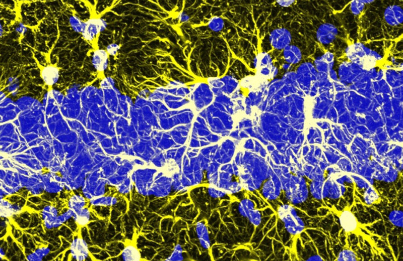 Не только нейроны, но и астроциты мозга обрабатывают информацию