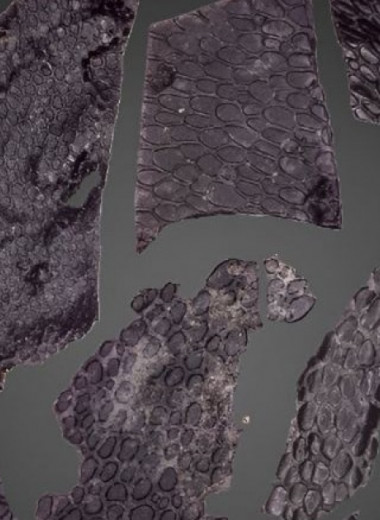 Палеонтологи обнаружили древнейшую кожу амниот возрастом почти 300 миллионов лет