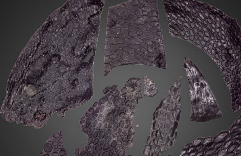 Палеонтологи обнаружили древнейшую кожу амниот возрастом почти 300 миллионов лет