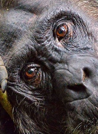 Кортизоловое старение шимпанзе оказалось похожим на человеческое