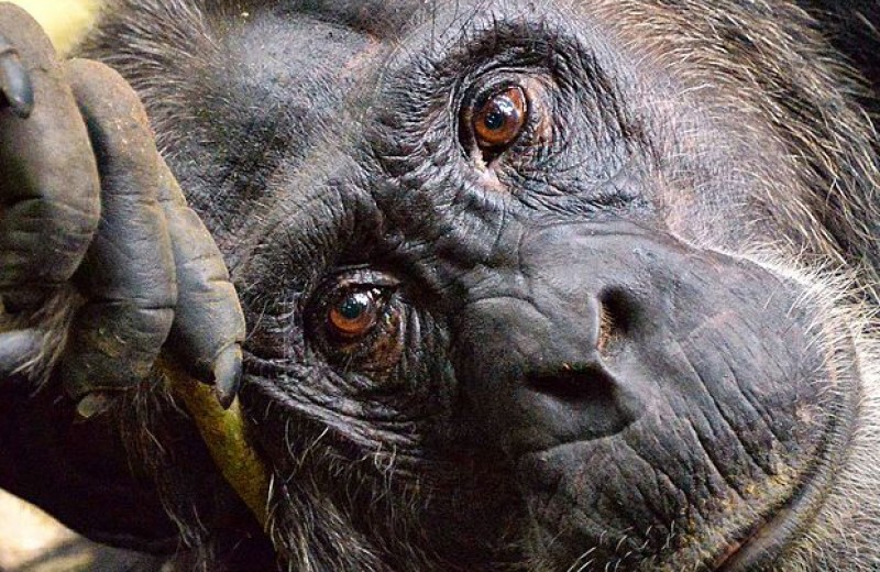 Кортизоловое старение шимпанзе оказалось похожим на человеческое