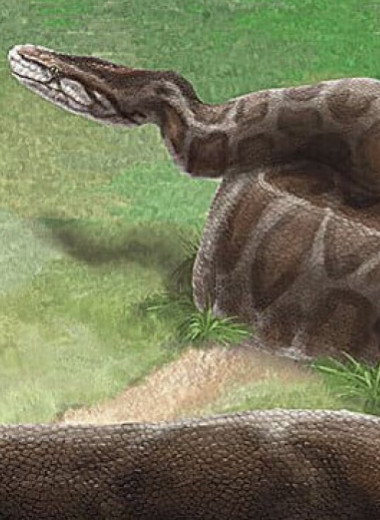 На Тайване нашли позвонок питона возрастом 400–800 тысяч лет