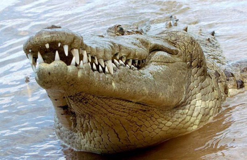 «Крокодиловы слезы»: миф или реальность?