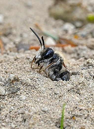 Ученые нашли подземный «город», в котором живут 5,5 миллиона диких пчел